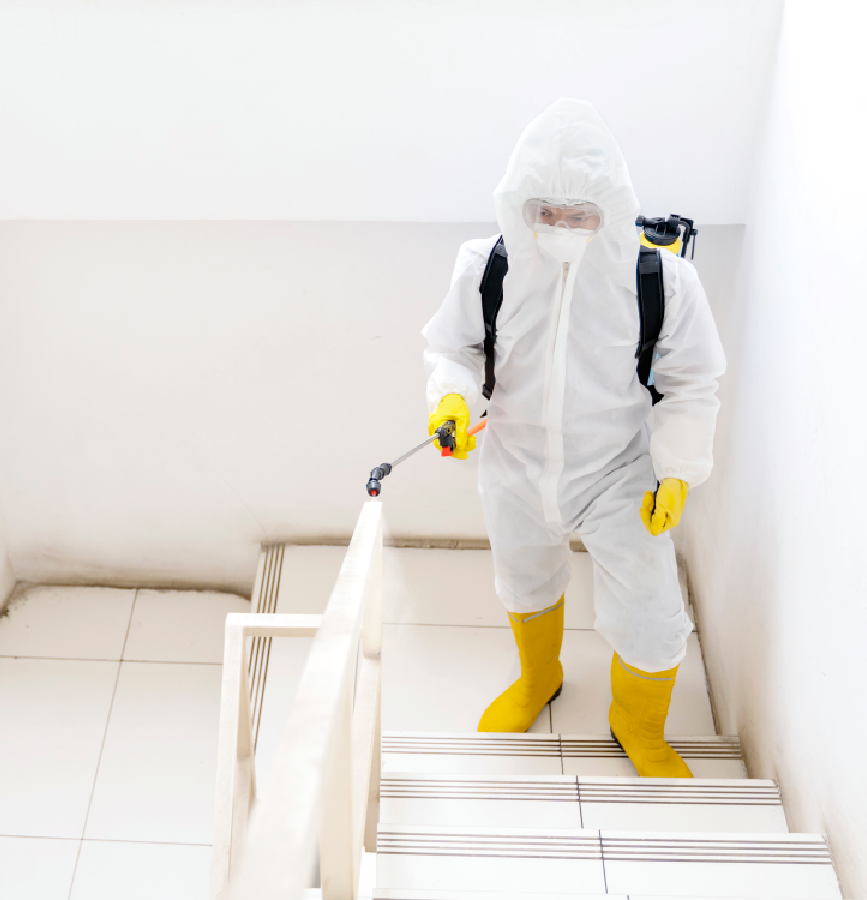 Mold Remediation