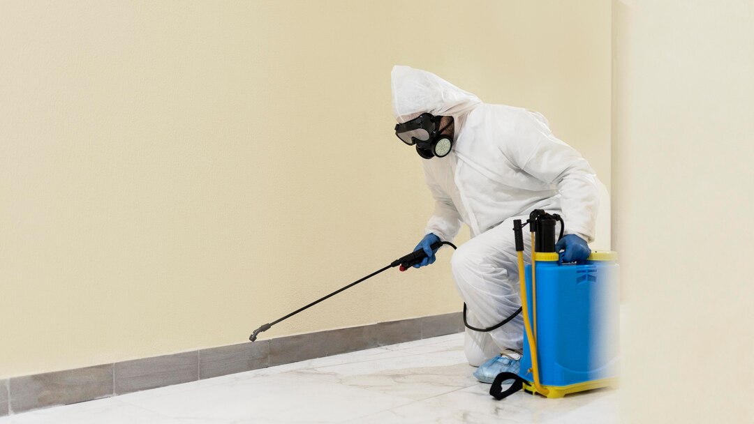 Mold Remediation Service in Castle Pines